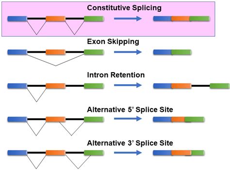 Common Alternative splicing events. The mechanisms of the most common... | Download Scientific ...