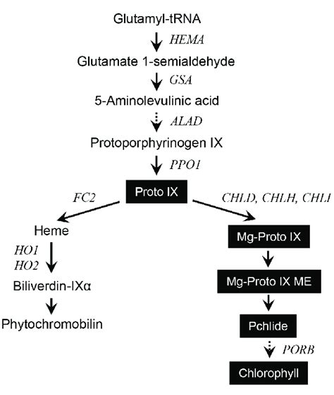 The porphyrin pathway in plants showing metabolites and genes analyzed... | Download Scientific ...