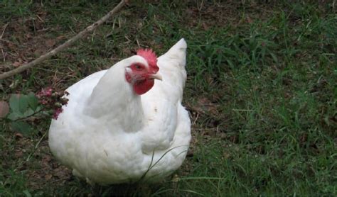 White Rock Chicken: Eggs, Height, Size and Raising Tips