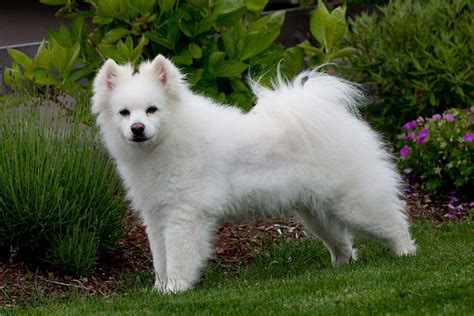 Meet the American Eskimo Dog!