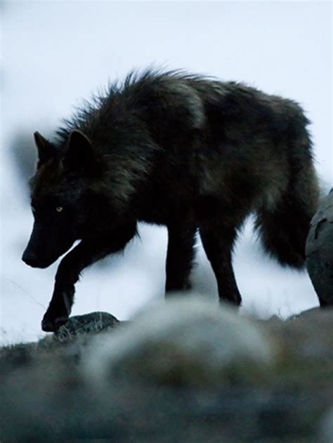 Pin de 온새미로 . en Wölfe - Kinder des Mondes | Fotografía animal, Lobo gris mexicano, Animales ...