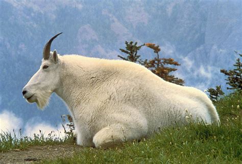 Mountain goat - Wikipedia