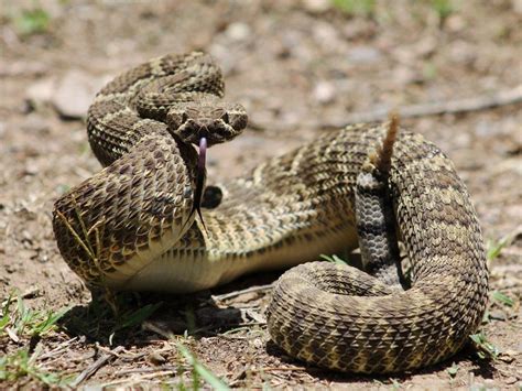 Mojave Green Rattlesnake Facts, Description, Range, Pictures