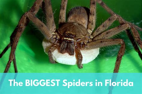 6 Biggest Spiders in Florida - Owlcation