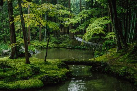 Moss Garden | Just Another Life? | Moss garden, Temple gardens, Asian ...