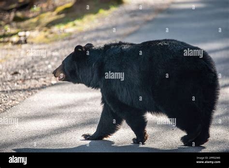 Smokey mountain black bear hi-res stock photography and images - Alamy