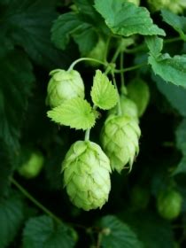 Growing Hops in the Garden: How to Grow Beer Hops | Home Brewing Beer Blog by BeerSmith™