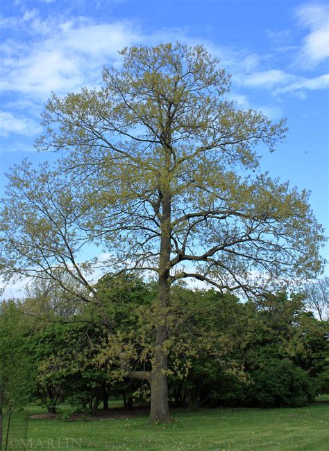 Red Oak - Quercus rubra - North American Insects & Spiders