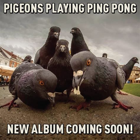 Pigeons Playing Ping Pong Announce New Album, Tour