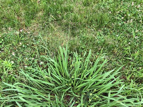 Paspalum dilatatum (Poaceae) image 111499 at PhytoImages.siu.edu