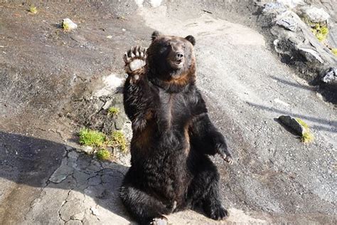 Noboribetsu Bear Park - 2020 All You Need to Know BEFORE You Go (with Photos) - Tripadvisor