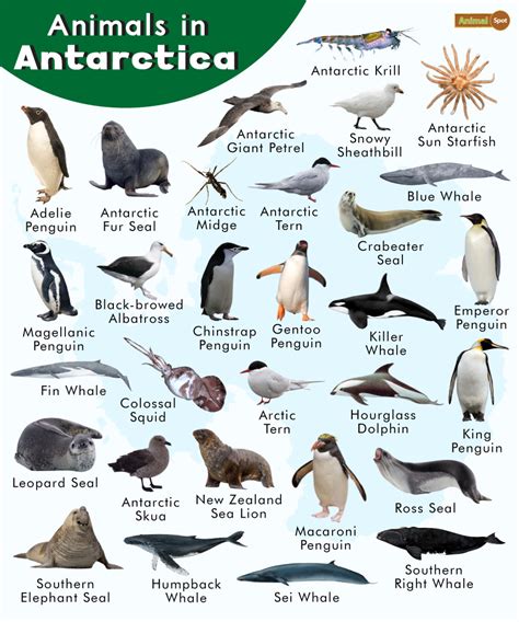 Exciting Activities to Experience in Antarctica