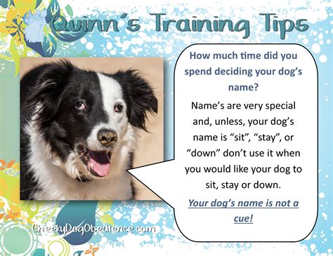 Quinn’s Training Tips – Cheeky Dog Obedience