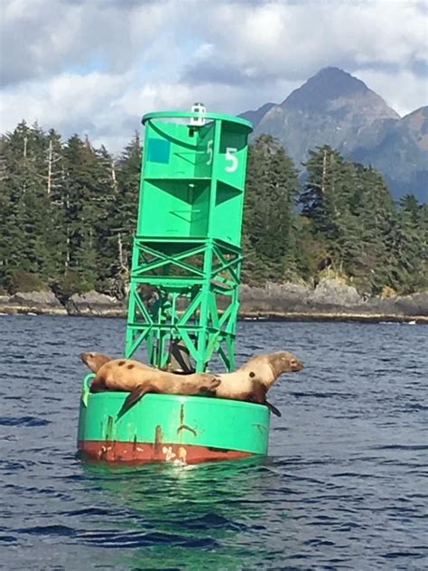 Shore Excursion: Sitka Marine Wildlife Tour - Sitka | Project Expedition