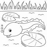 Tadpole Coloring Pages sketch template