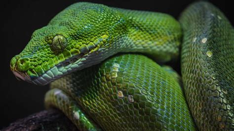 Python (Snake) Wallpapers (34+ images inside)