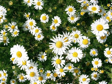 Texture Flower Daisy Free Photo Download | FreeImages