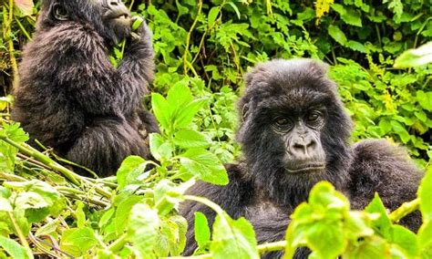 Gorilla trekking in Africa | Gorilla Trekking Safaris| Mountain Gorillas