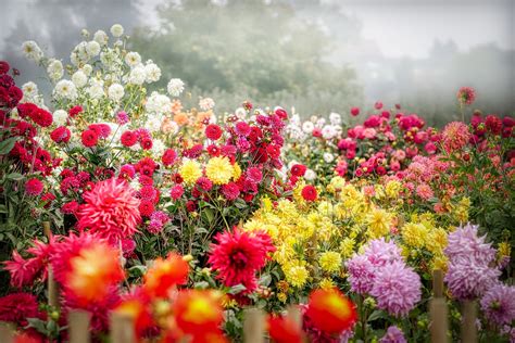 Storing Dahlias for Winter - Hampton Nursery & Landscape