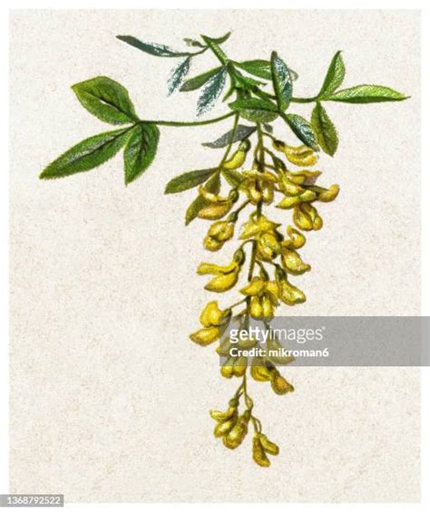 80 Flower Of Golden Chain Tree Stock Photos, High-Res Pictures, and Images - Getty Images