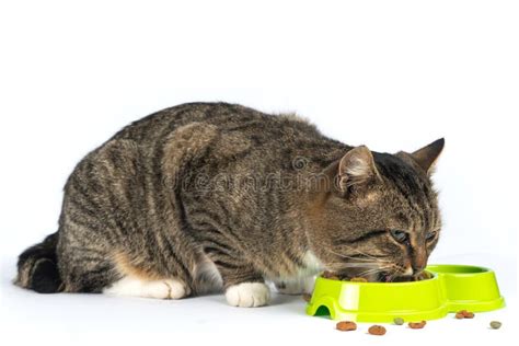 Cat Eating Dry Food on White Background.hungry Cat. Stock Image - Image of furry, pets: 163896425