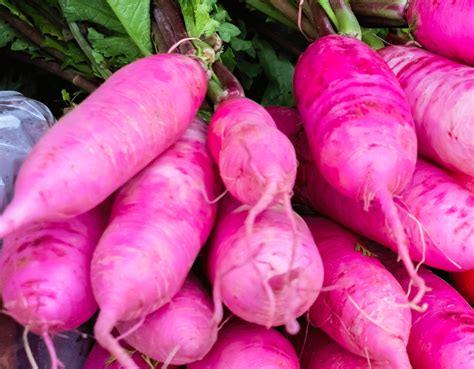 Radish - China Rose seeds - Heirloom Seeds Canada