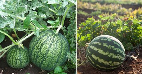 Is Watermelon a Fruit or a Vegetable | Balcony Garden Web