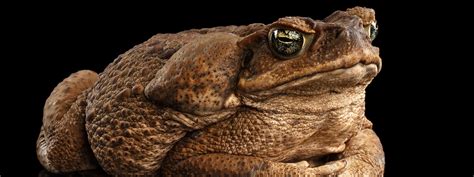 Citizen science grant boosts eradication of cane toads - Institute for ...