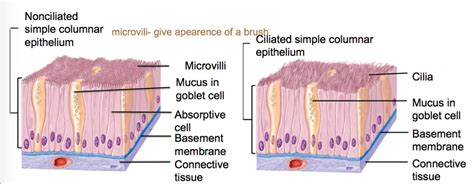 39 simple columnar epithelium diagram - Wiring Diagrams Manual