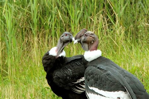 Condor Condors Andean · Free photo on Pixabay