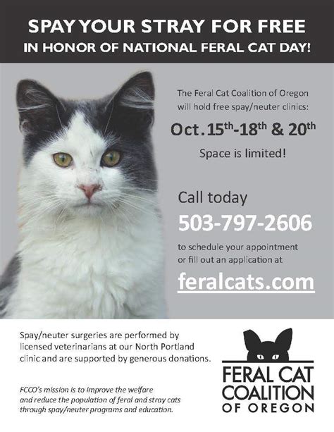 Free Spay/Neuter for feral/stray cats Oct 15-18 | OregonLive.com