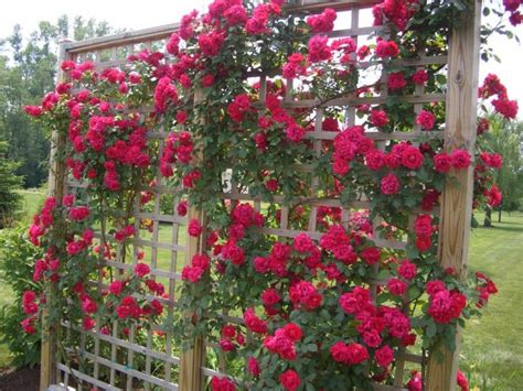 Your Guide to Knowing the Best Time to Plant Roses