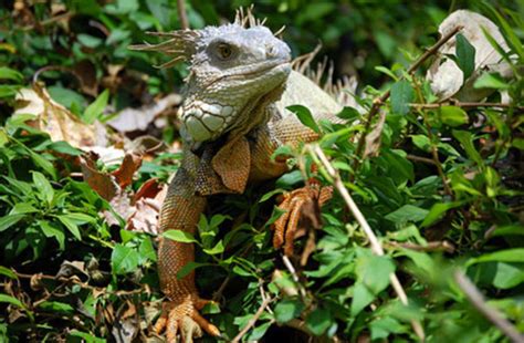 Tropical Animals May Get a Dangerous Metabolic Jolt From Climate Change ...