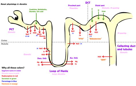 Difference Between PCT and DCT | Definition, Reabsorption, Secretion ...