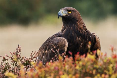 Where Can You See Golden Eagles in Scotland? | Wanderlust