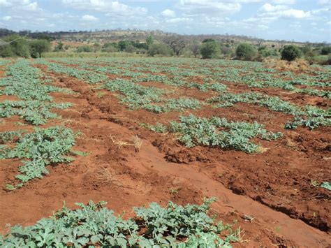 Farmvest Kenya : Some insights into Watermelon farming (pictorials)