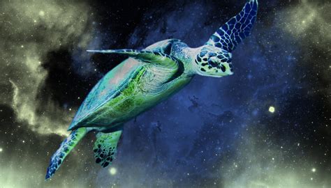 Space turtle by deichjensen on DeviantArt