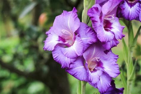 August Birth Month Flowers: Gladiolus and Poppy - Petal Republic