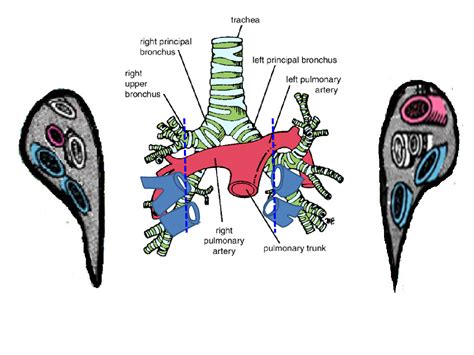 Hilum of Lung | Lunges, Pulmonary, Arteries