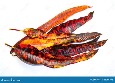 Pile of Leaves Isolated on White Background Stock Image - Image of ...