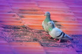 What is Squab? - Pigeon Patrol Canada - Bird Control Products & Services