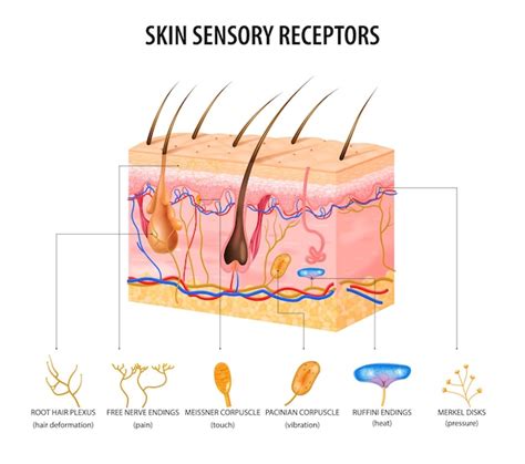 Free Vector | Skin sensory receptors concept with nerve and hair flat