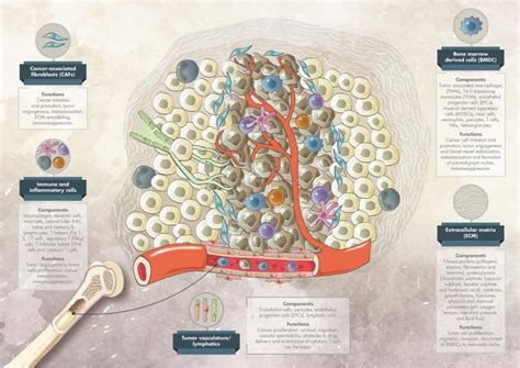 Targeting the microenvironment in solid tumors - Cancer Treatment Reviews