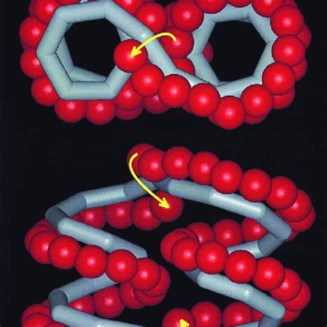 View of the ideal left-handed, single-stranded V-amylose helix... | Download Scientific Diagram