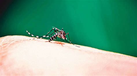 622 cases of vector-borne diseases reported in 2 weeks