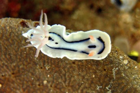 The Lochi Nudibranch - Whats That Fish!