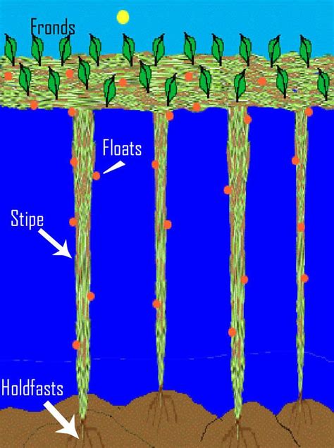 Ocean Plants And Animals Adaptations - Animals World