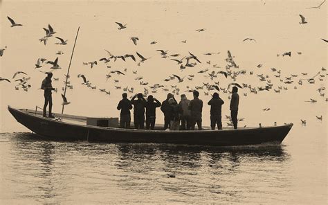 Birds Of Ganges River Photograph by Ugur Erkmen - Pixels