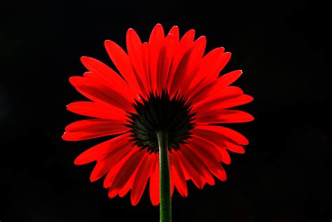 Free photo: Red Daisy - Angle, Gerbera, Vase - Free Download - Jooinn