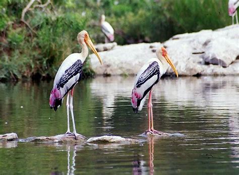 Top 15 Bird Sanctuaries in India | Wildlife Holidays in India